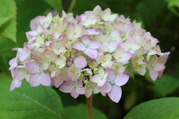 Hydrangea serrata - Hortensia