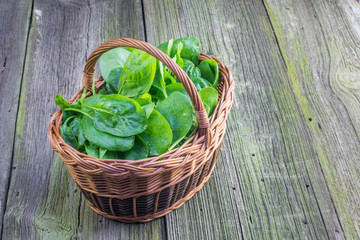 Fresh Spinach leaves in a wicker basket