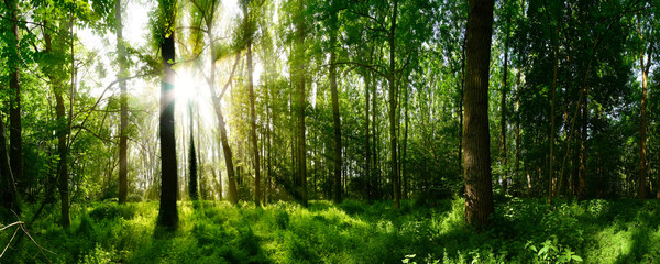Waldpanorama mit Sonnenstrahlen