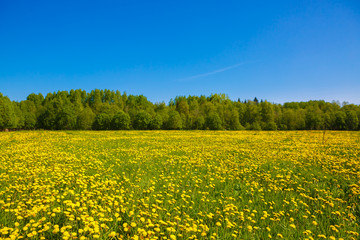 Field of yellow dandelions. Rural views to the flower meadow and the blue sky. Pastoral panorama of nature summer. Beautiful landscape of a Sunny day. Field with yellow dandelions to the horizon.