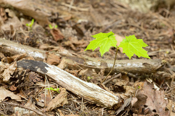 Growing norway maple, Acer plantanoides plant 