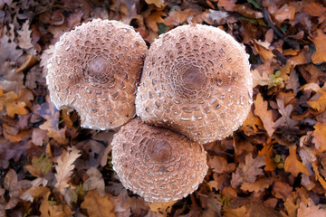 Mushroom Parasol mushroom family