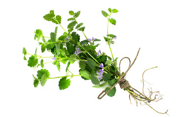 Medicinal plant Glechoma hederacea