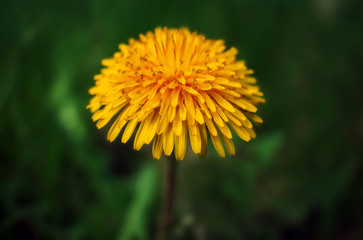 wild flower dandelion. yellow flower on a blurred background.