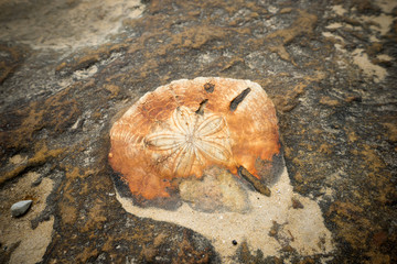 Fossil on rock