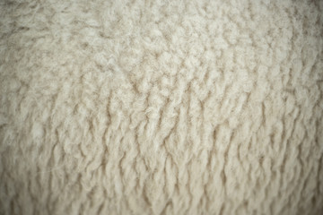 Sheep fur texture background.