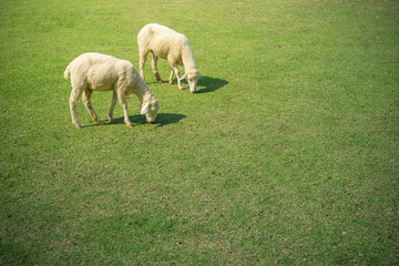 Obraz premium Young sheeps eating grass.
