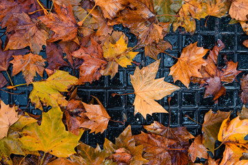 Dry autumn leaves on wet black tile sidewalk