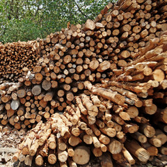 wood for making charcoal