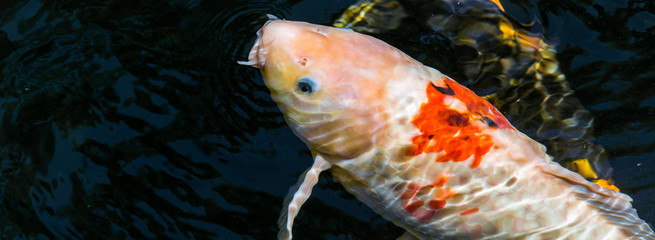 Japan Kois im Koiteich - Japanischer Koi im Gartenteich