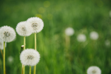 Beutiful summer background with dandelions