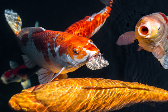 Japan Kois im Koiteich - Japanischer Koi im Gartenteich