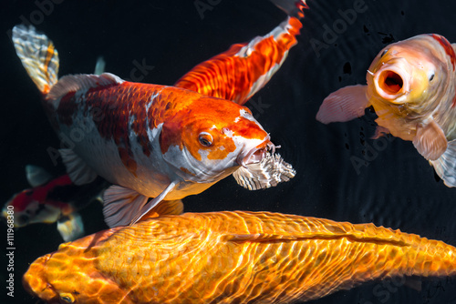 "Japan Kois im Koiteich Japanischer Koi im Gartenteich" Stockfotos