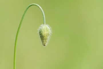 Knospe der Mohnblume Mohn Klatschmohn (Papaver rhoeas)