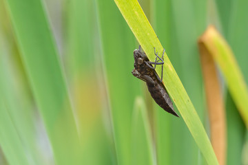 Exuvie der Großen Königslibelle (Anax imperator)