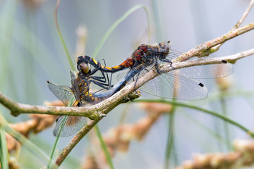 Große Moosjungfer (Leucorrhinia pectoralis) Pärchen bei der Paarung als Paarungsrad