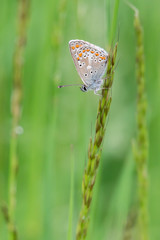 Hauhechel-Bläuling (Polyommatus icarus) Bläulinge im Gras einer Wiese sitzend