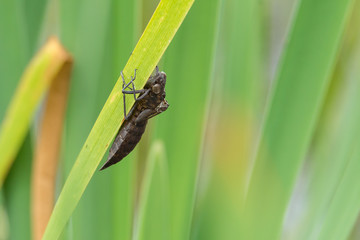 Exuvie der Großen Königslibelle (Anax imperator)