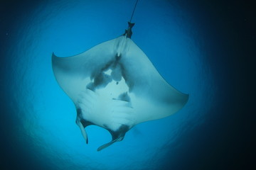 Manta Ray fish in sea © Richard Carey