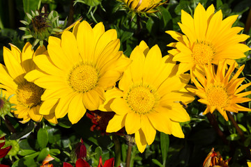 Bright Yellow Flowers