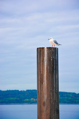 A bird standing on a log with a view of mountain and lake.