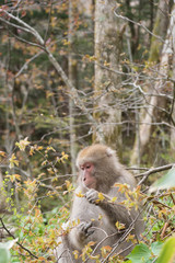 野生のニホンザル,Wild Japanese monkey
