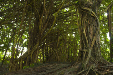 tropical forest and Banyan trees at Big Island Hawaii