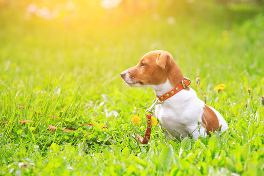 Puppy jack russell terrier for a walk in the park at sunset ligh