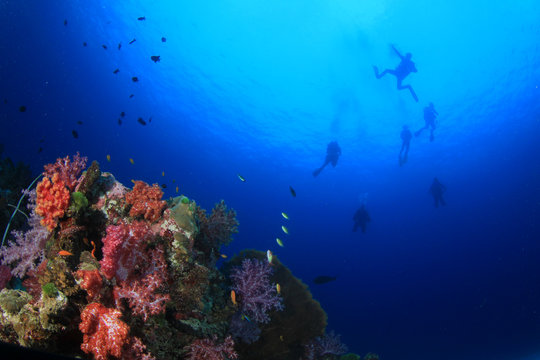 Scuba divers swim over coral reef