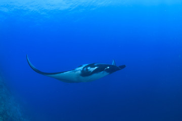 Obraz na płótnie Canvas Manta ray in ocean