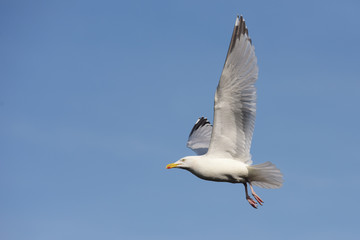 Herring Gull