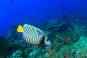 Obraz premium Fish on coral reef (Emperor Angelfish)