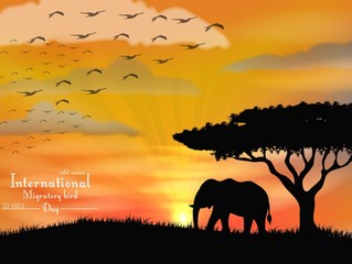 African elephant with flying birds on sunset sky
