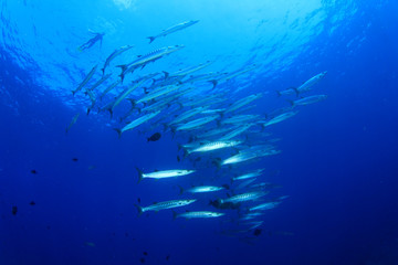 Naklejka na ściany i meble Barracuda fish school in sea