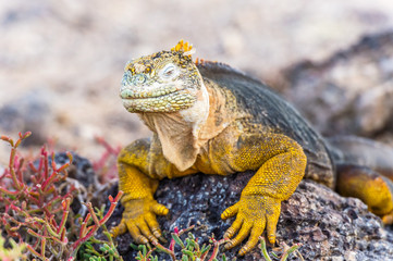Fototapeta premium Wild land iguana on Santa Fe island in Galapagos