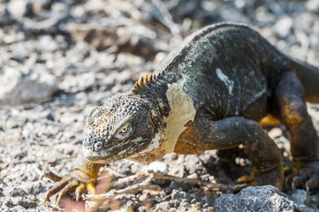 Wild land iguana on Santa Fe island in Galapagos