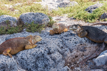 Wild land iguana on Santa Fe island in Galapagos