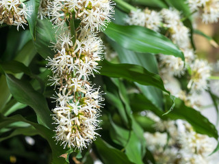 Dracaena flowers blossom
