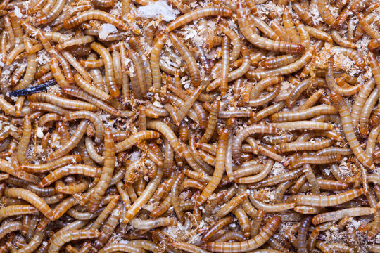A pile of living meal worms larvae. This worm is used as food for feeding birds, reptiles or fish. The image can be used as abstract background