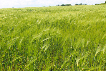 Field of green wheat