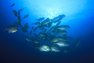 Fototapeta premium Fish in ocean