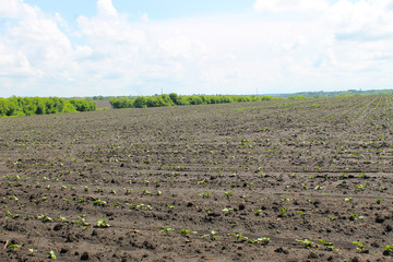 Field with sunflower sprouts