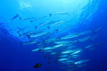 Fototapeta na wymiar Barracuda fish school in sea