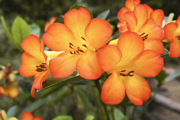 Red orange ground orchids