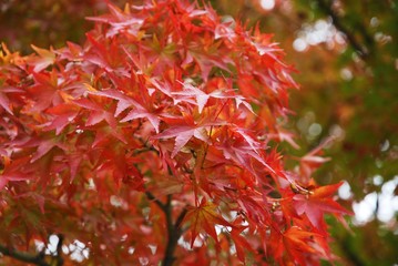 Tree leaves turn to red in autumn.