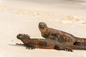 Marine Iguana on Galapagos Islands