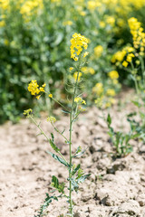 Young colza flowers