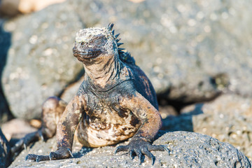 Marine Iguana on Galapagos Islands