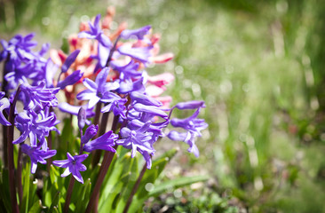 Group of beautiful multicolored hyacinths in garden