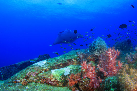 Coral reef fish and manta ray